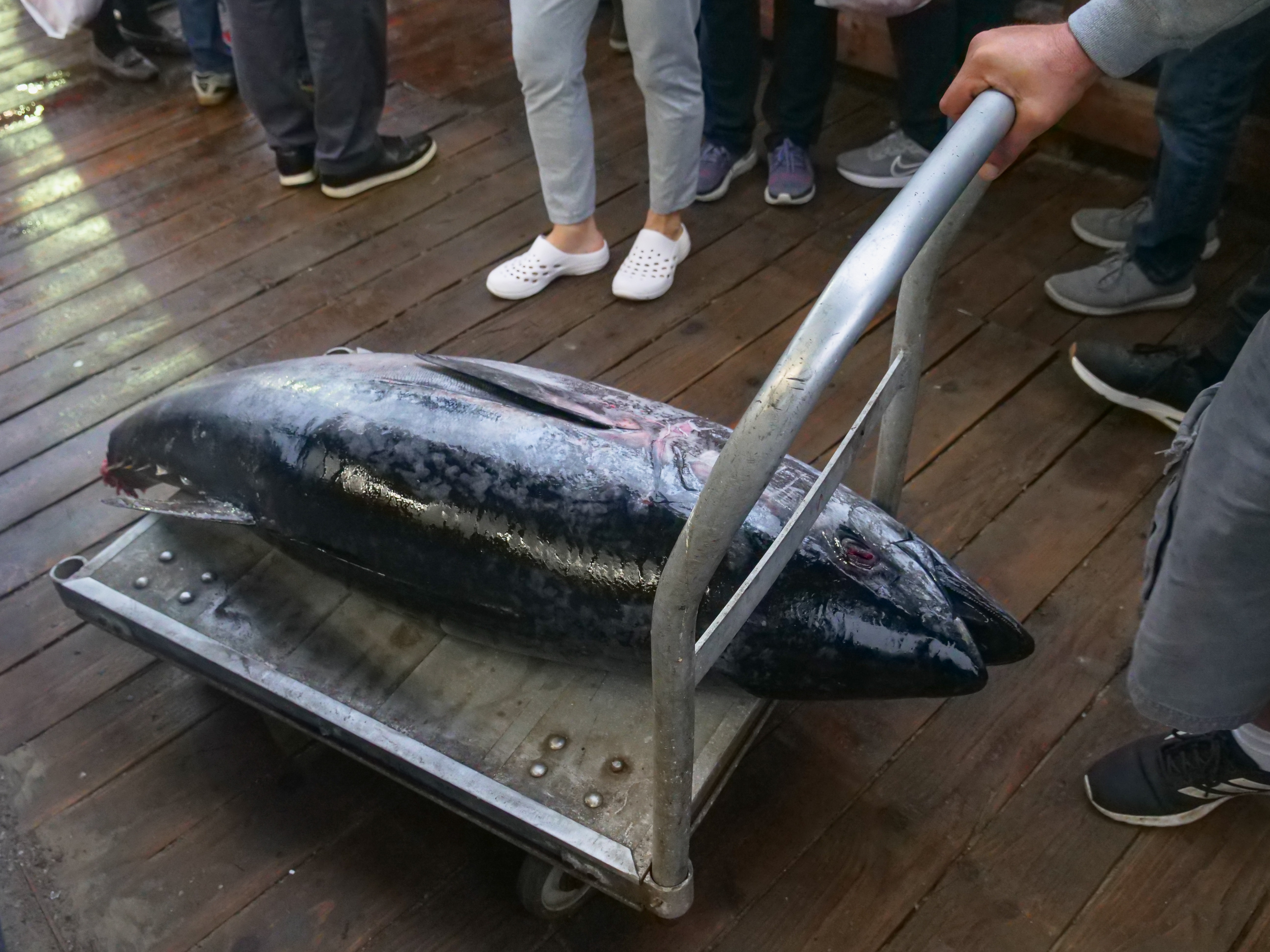 Reserva marinha ajuda a diminuir risco de extinção do atum