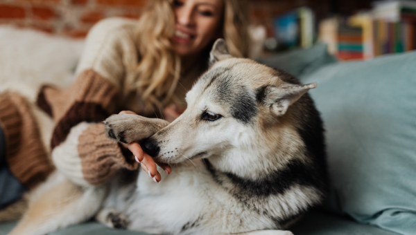 O incrível faro dos cães pode detectar estresse e até câncer