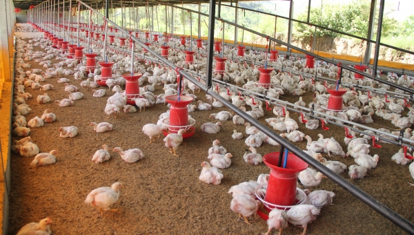 Surto recorde de gripe aviária mata 50 milhões de aves nos EUA