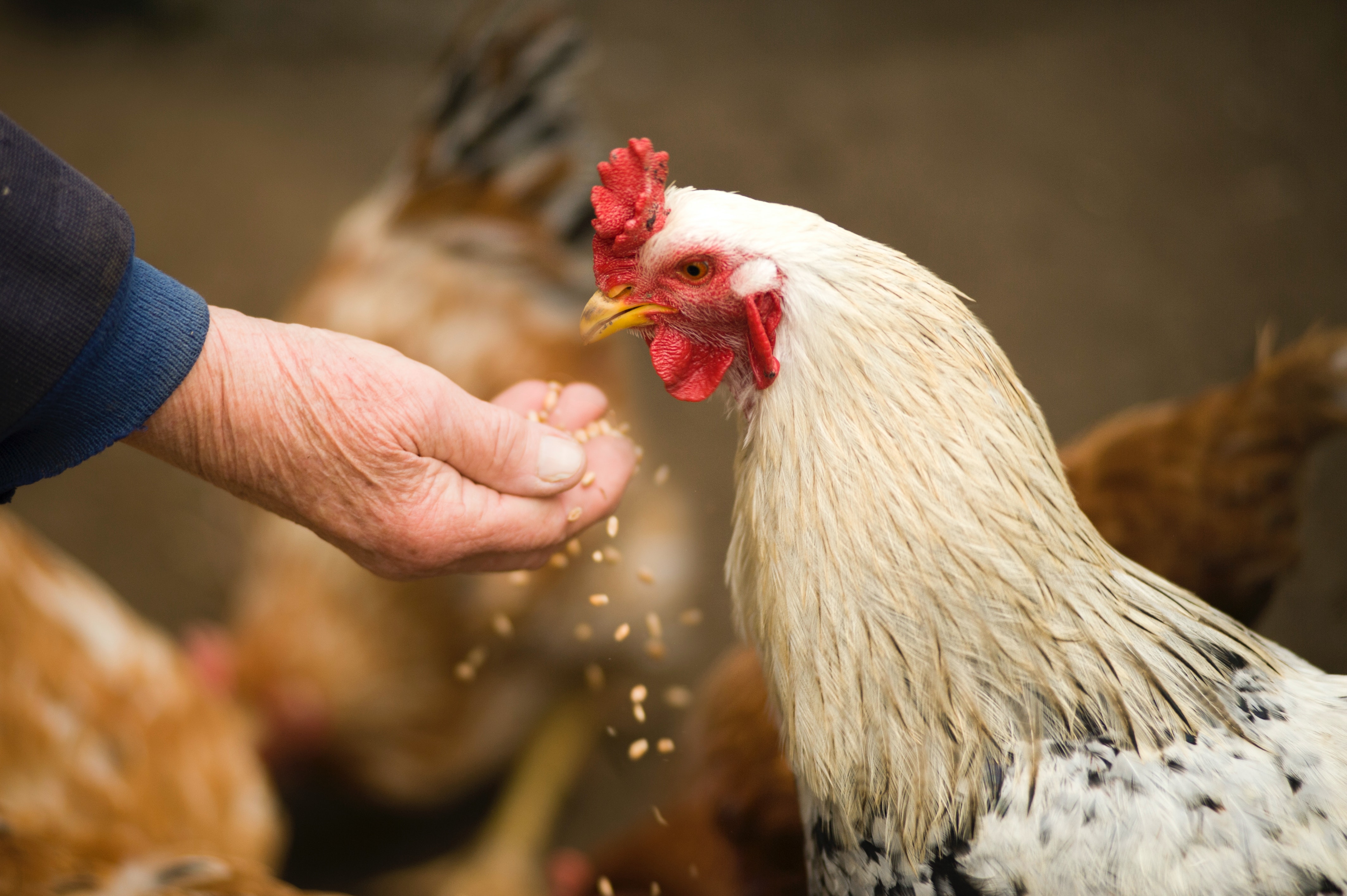 Surto recorde de gripe aviária mata 50 milhões de aves nos EUA