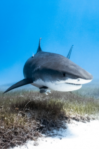 Tubarão ajuda cientistas a descobrir a maior flora marinha do mundo 