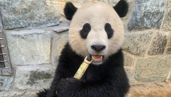 Filhote de panda gigante nascido durante a pandemia se prepara para viver sozinho