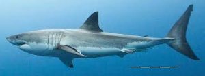 Menina de 9 anos encontra dente do maior tubarão do mundo