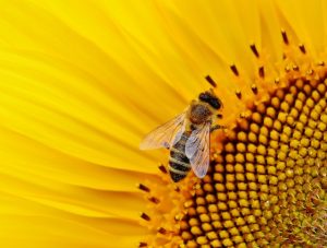 Como emergência, Inglaterra autoriza uso de defensivo que afeta abelhas 