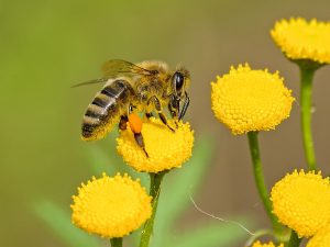 Estados Unidos aprovam vacina contra doença de abelhas