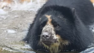 Urso rebelde foge de novo de zoológico nos EUA