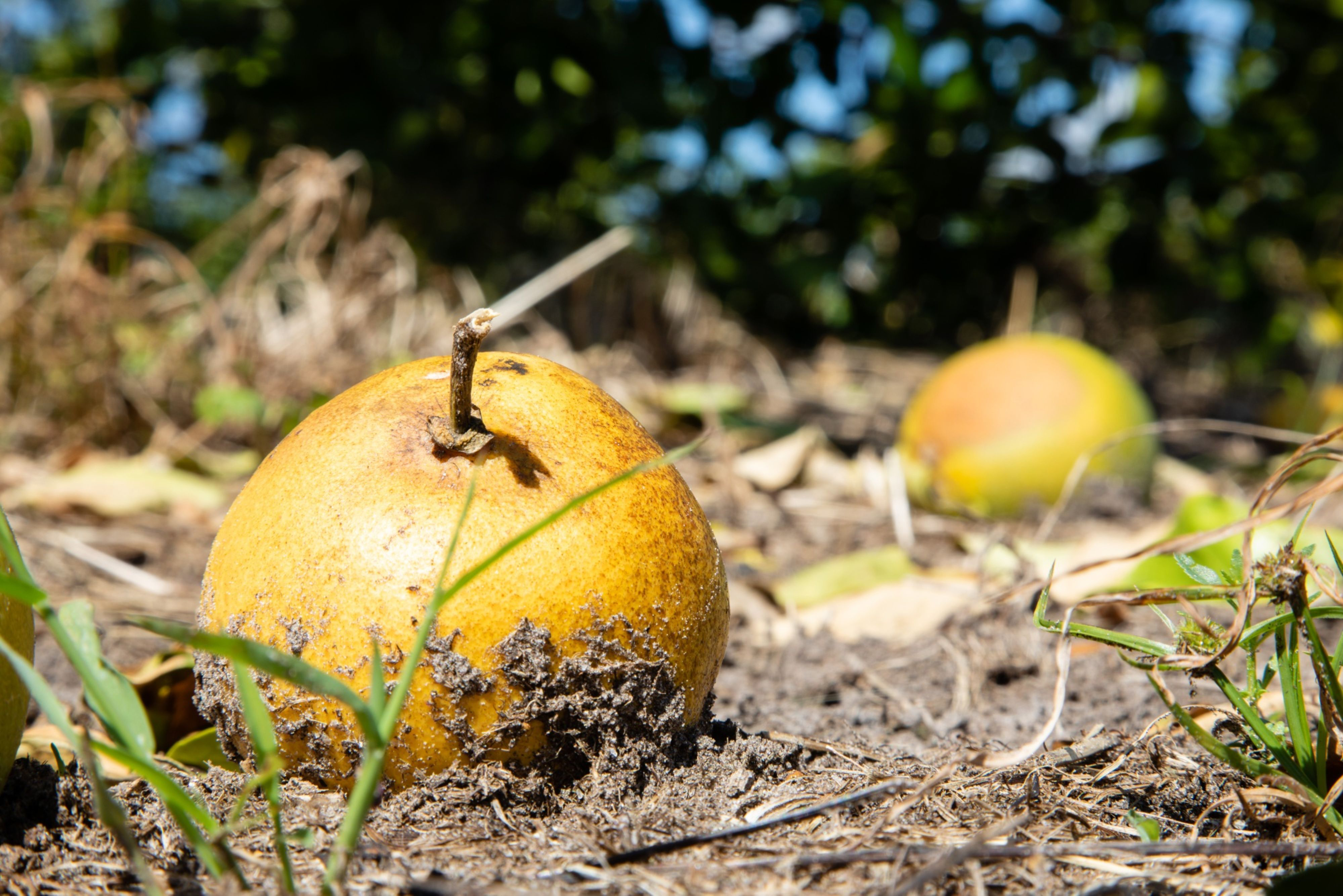 Produtores da Flórida tentam salvar o que sobrou da safra de laranja