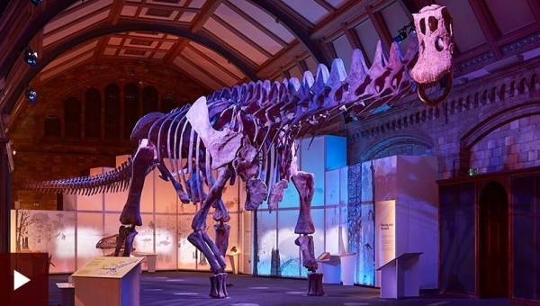 Esqueleto do maior dinossauro da história entra em exposição na Inglaterra