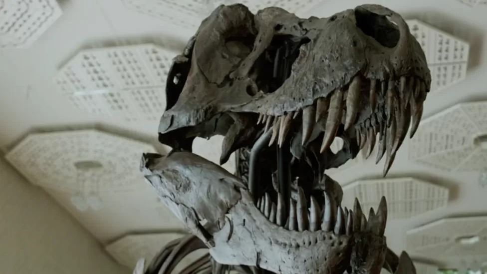 Esqueleto raro de T-Rex vai a leilão na Suíça