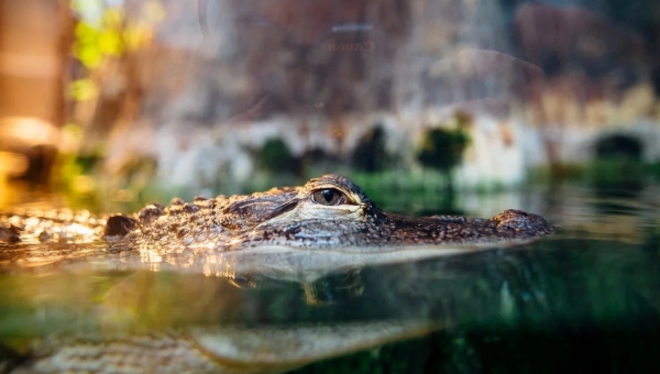 ONG denuncia morte cruel de crocodilos para virar Louis Vuitton