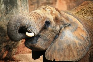 Após proibição de venda de marfim de elefantes, Inglaterra pretende adicionais novos animais à lista