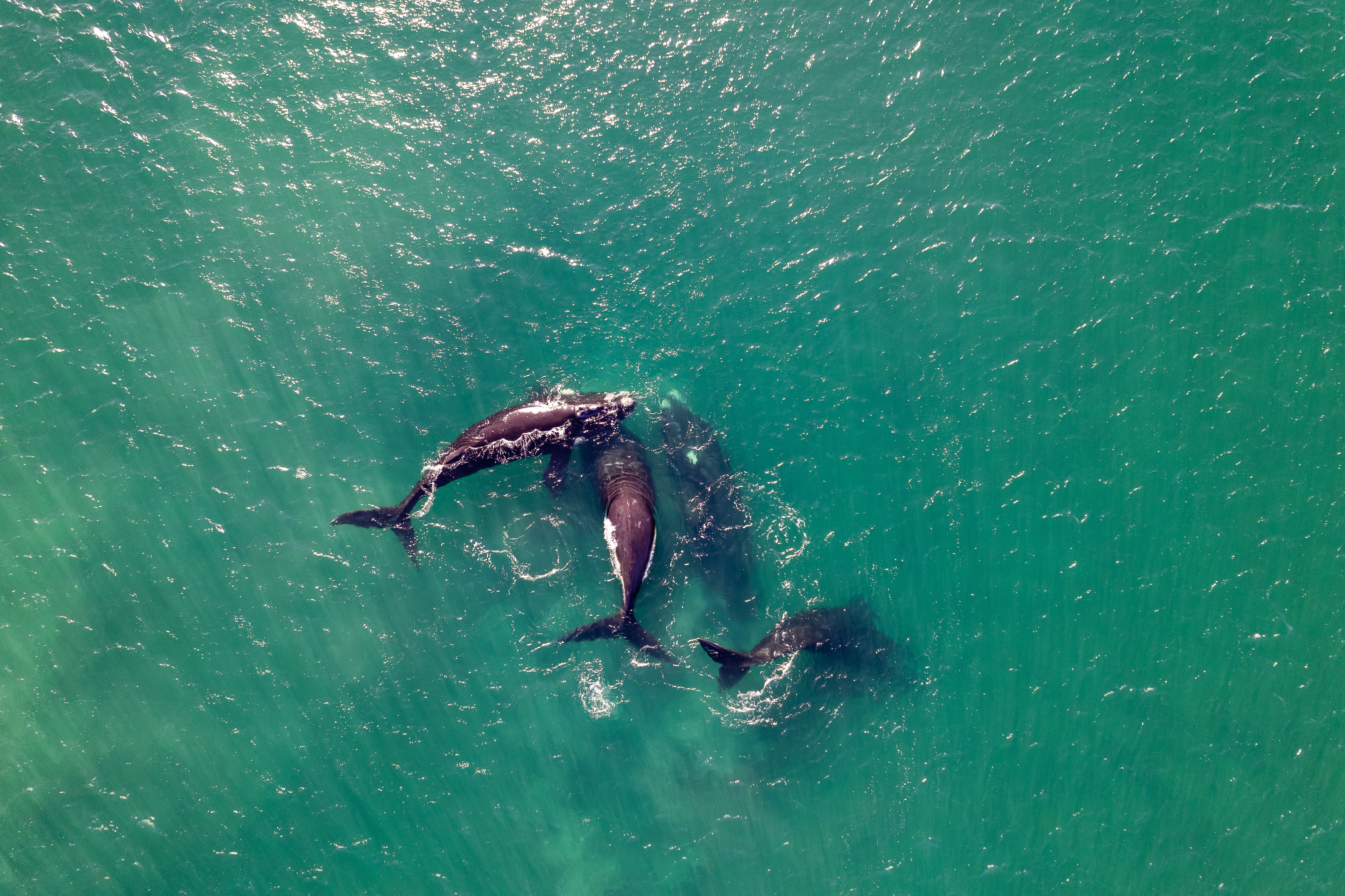 Vingança ou brincadeira? Orcas atacam barcos na costa da Espanha