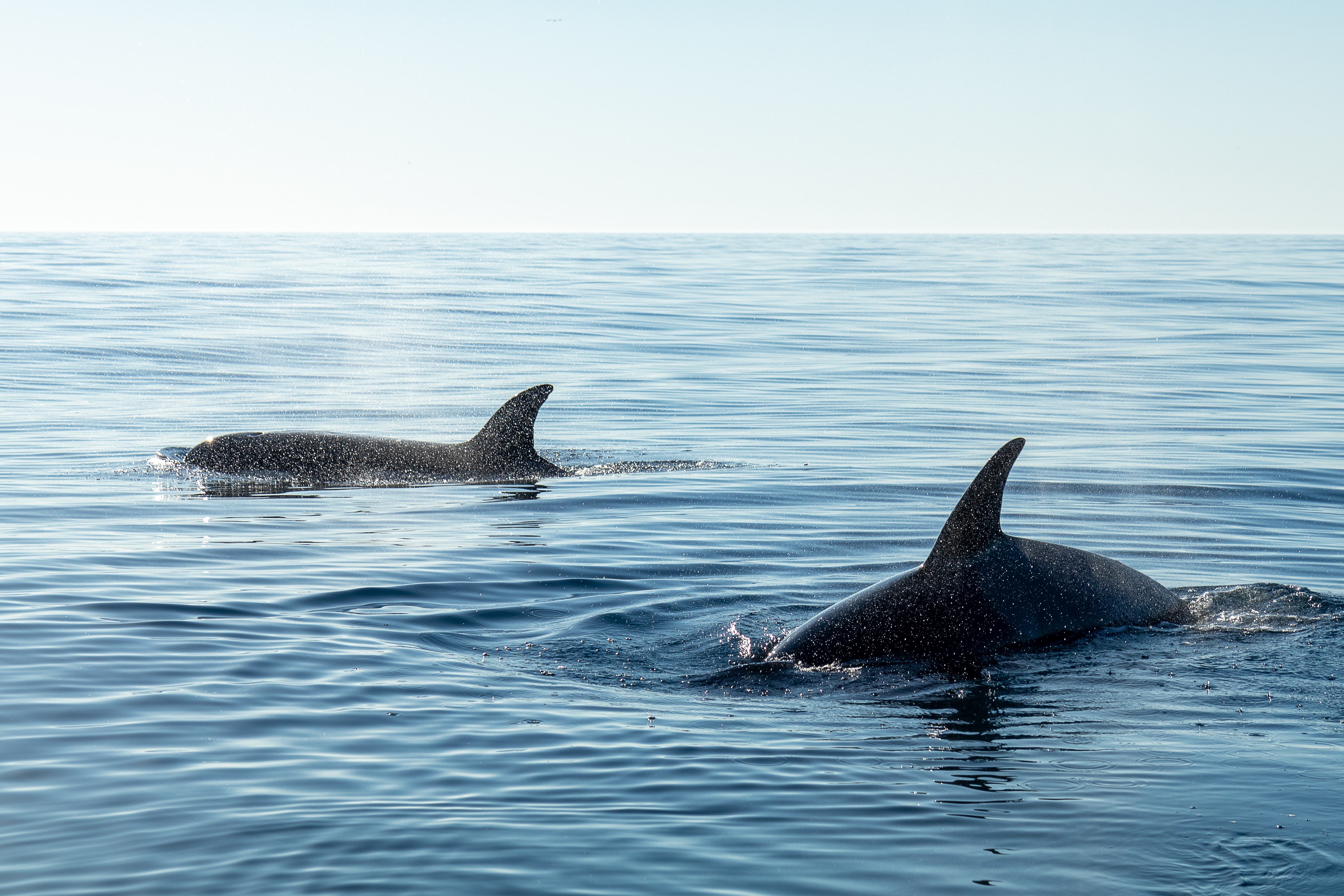 Vingança ou brincadeira? Orcas atacam barcos na costa da Espanha